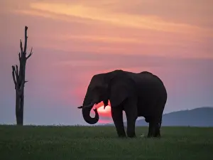 Elephant Prints: An adult African bush elephant (Loxodonta africana) at sunset on the shoreline of Lake