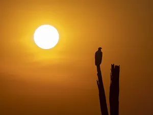 Eagle Prints: An adult African fish eagle (Haliaeetus vocifer), perched at sunset on the shores of Lake