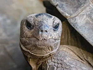 Reptile Prints: Adult Aldabra giant tortoise in Anjajavy Private Reserve in Madagascar enjoys its surroundings under natural light