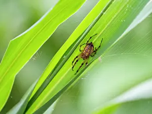 Observations Prints: Adult Alpaida veniliae spider observed at Dallas Manatee Rescue Center in Iquitos Peru
