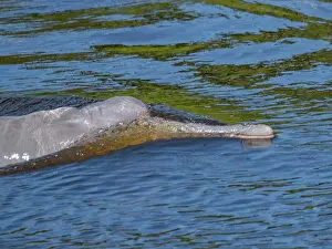 Experiences Prints: An adult Amazon pink river dolphin