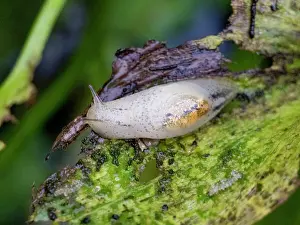 Invertebrate Prints: An adult amber snail, Genus Omalonyx