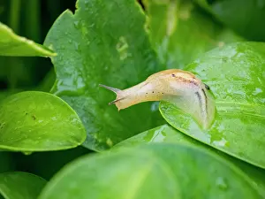 Support Prints: An adult amber snail, Genus Omalonyx