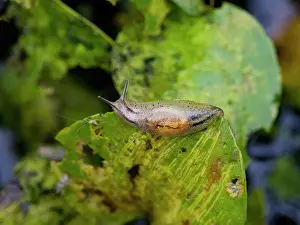 Invertebrates Prints: An adult amber snail, Genus Omalonyx
