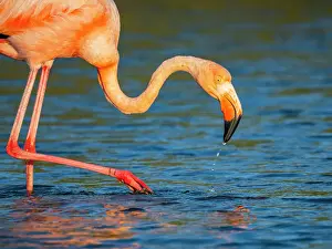Flamingo Prints: Adult American flamingo (Phoenicopterus ruber) feeding on artesmia shrimp