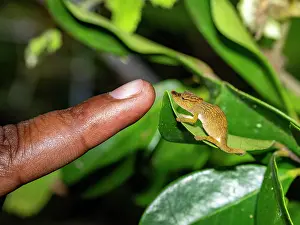 Nocturnal Prints: Adult Andasibe nosed chameleon interacts with a person's finger during a night walk in Madagascar's rainforest