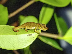 Fresh Prints: Adult Andasibe nosed chameleon observed during a night walk in Madagascar's rainforest