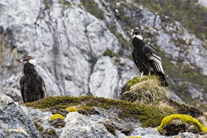 Wild Animals Prints: Adult Andean condors (Vulture gryphus)