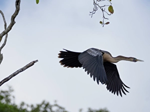 Anhinga Prints: An adult anhinga (Anhinga anhinga)