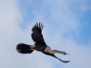 Ethology Prints: An adult anhinga (Anhinga anhinga)