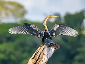 Beak Prints: An adult anhinga (Anhinga anhinga) perched in a tree drying its wings on Nauta Creek, Peru
