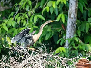Anhinga Prints: An adult anhinga (Anhinga anhinga) perched in a tree on Nauta Creek, Peru