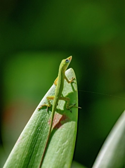 Hues Prints: An adult anole from the Genus Anolis