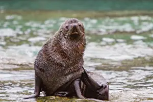 Colony Prints: Adult Antarctic fur seal resting on the shore in South Orkney Islands during the afternoon