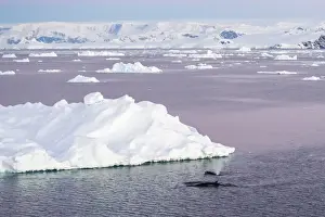 Whale Prints: An adult Antarctic minke whale (Balaenoptera bonaerensis) surfacing in the Gerlache Strait