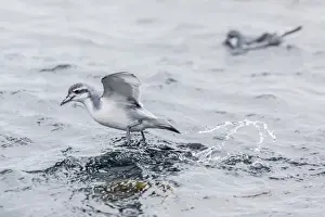 South Georgia Prints: Adult Antarctic Prion (Pachyptila desolata) feeding in kelp