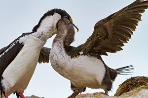 Season Prints: Adult Antarctic shag feeds chick on Weinke Island in Antarctica during the Southern Ocean season