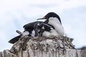 Small Group Of Animals Prints: An adult Antarctic shag (Leucocarbo bransfieldensis), feeding chicks on Wiencke Island