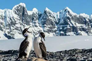 Antarctica Prints: Adult Antarctic shag (Phalacrocorax (atriceps) bransfieldensi) with chick