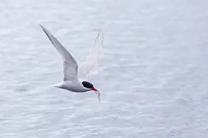 Adult Antarctic tern (Sterna vittata) in flight with fish in its bill in the Enterprise Islands, Southern Ocean, Antarctica, Polar Regions