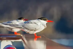 Animal Kingdom Prints: Adult Antarctic tern (Sterna vittata) resting on the National Geographic Explorer near Tristan da Cunha