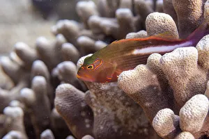 Bangka Island Prints: An adult arc-eye Hawkfish (Paracirrhites arcatus)