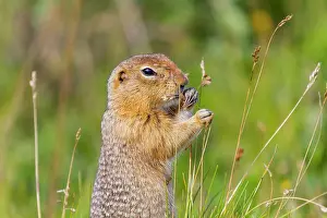 Alaskan Prints: Adult Arctic ground squirrel (Spermophilus parryii) foraging in Denali National Park