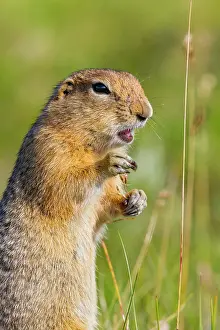 Furry Prints: Adult Arctic ground squirrel (Spermophilus parryii) foraging in Denali National Park