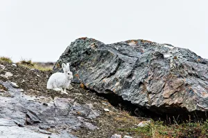 Wild Animals Prints: Adult Arctic hare (Lepus arcticus)