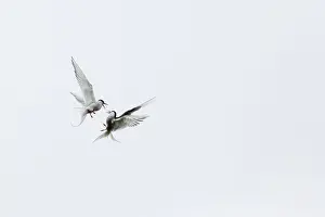Competition Prints: Adult arctic terns (Sterna paradisaea) in dispute on Flatey Island, Iceland, Polar Regions