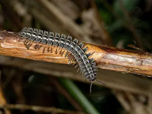 Invertebrate Prints: Adult armored millipede, Genus Barydesmus