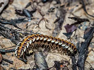 Loss Prints: Adult armored millipede, Genus Barydesmus