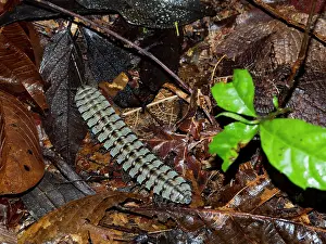 Invertebrate Prints: Adult armored millipede, Genus Barydesmus