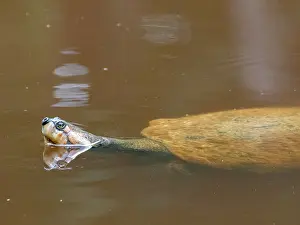 Shell Prints: Adult Arrau turtle surfaces in water at Dallas Manatee Rescue Center in Iquitos Peru
