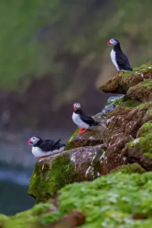 Beaks Prints: Adult Atlantic puffin (Fratercula arctica) during breeding season on tiny Grimsey Island