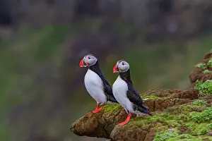 Seabirds Prints: Adult Atlantic puffin (Fratercula arctica) during breeding season on tiny Grimsey Island