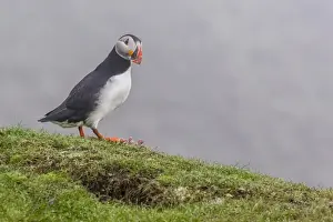 Sea Bird Prints: Adult Atlantic puffin (Fratercula arctica) at Sumburgh Head