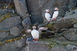 Cliffside Prints: Adult Atlantic puffins (Fratercula arctica)