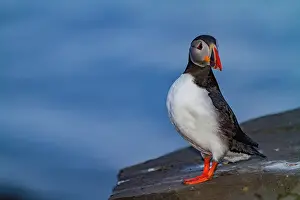 Arctica Prints: Adult Atlantin puffin (Fratercula arctica) during breeding season