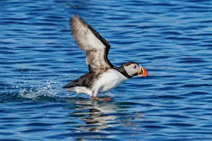 Arctica Prints: Adult Atlantin puffin (Fratercula arctica) during breeding season