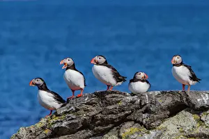 Cliffside Prints: Adult Atlantin puffin (Fratercula arctica) during breeding season