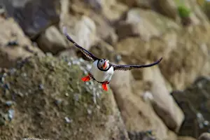 Northwest Prints: Adult Atlantin puffin (Fratercula arctica) during breeding season