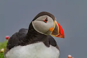 Seabirds Prints: Adult Atlantin puffin (Fratercula arctica) during breeding season on Sumburgh Head