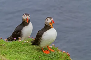 Seabirds Prints: Adult Atlantin puffin (Fratercula arctica) during breeding season on Sumburgh Head