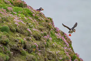 Territorial Prints: Adult Atlantin puffin (Fratercula arctica) during breeding season on Sumburgh Head