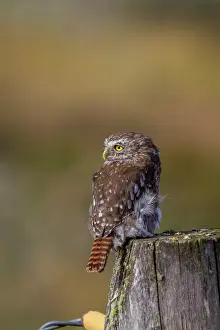 Raptor Prints: Adult austral pygmy-owl perched on a post at Estancia Harberton in Tierra del Fuego