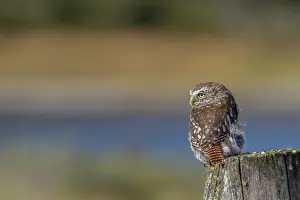 Raptor Prints: Adult austral pygmy-owl perched on a post near Ushuaia in Tierra del Fuego