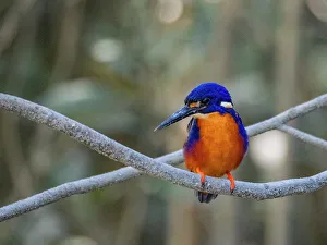 Ecosystem Health Prints: Adult azure kingfisher (Ceyx azureus)