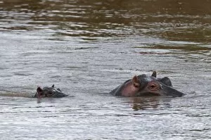Adult and baby hippopotamuses, (Hippopotamus amphibius), Masai Mara National Reserve