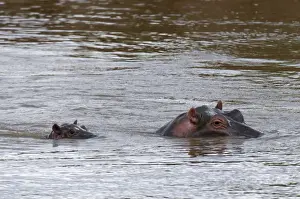 Hippo Prints: Adult and baby hippopotamuses, (Hippopotamus amphibius), Masai Mara National Reserve